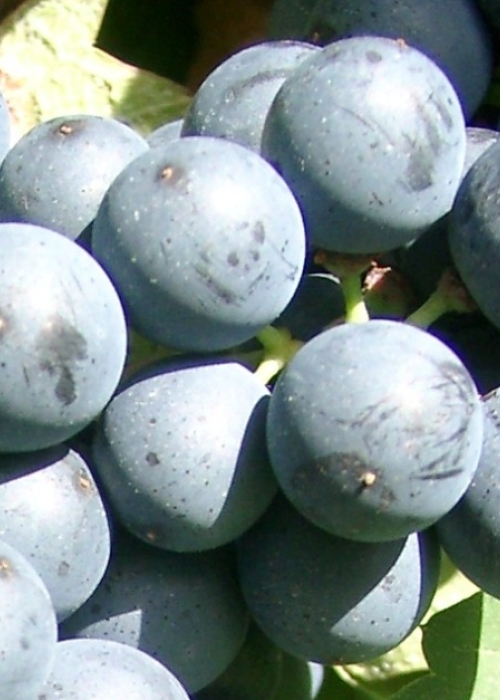 09040155 Sulmer Beeren 3